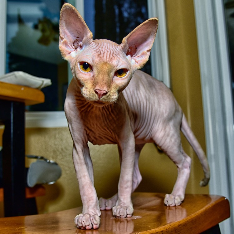 My Cat