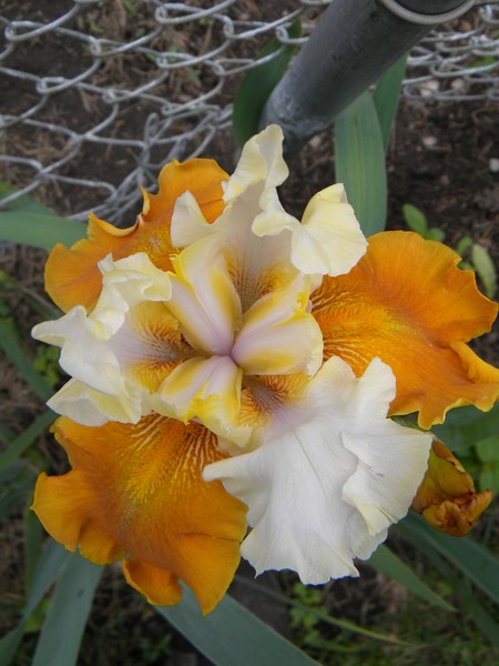 Spring Iris3
