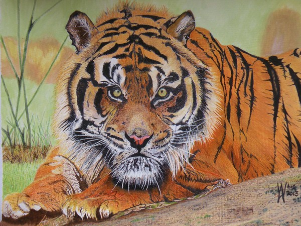 A restful Tiger