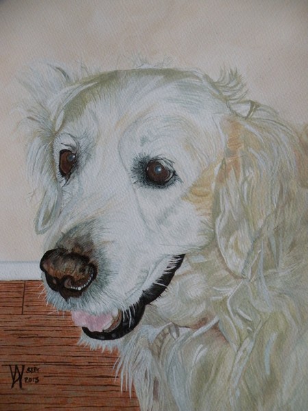 Oscar not wild but amiable, a Golden Retreiver