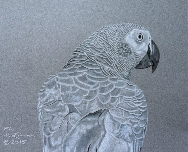 African Grey Parrot