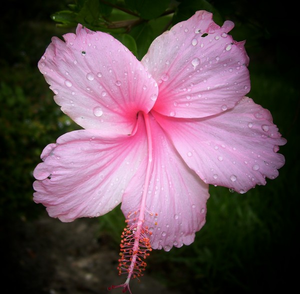 PINK HIBISCUS