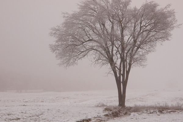 tree in December
