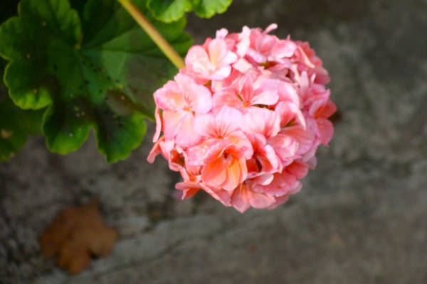 a host of pink