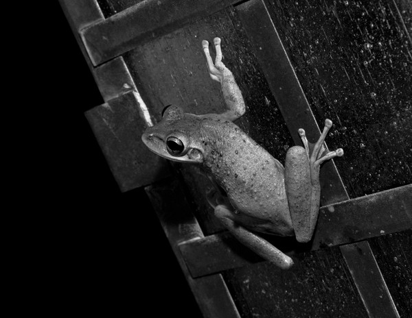 frog b