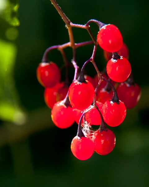 Berries
