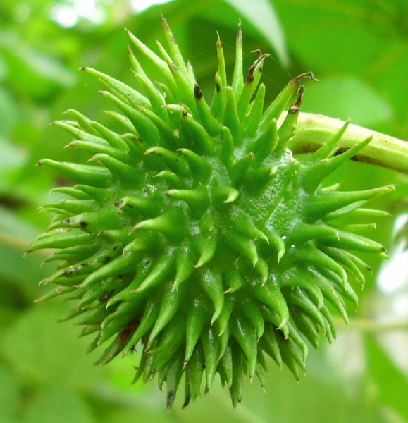 Castor oil fruit