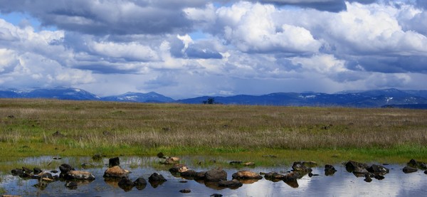 Vernal Pools of Lower Tablerock