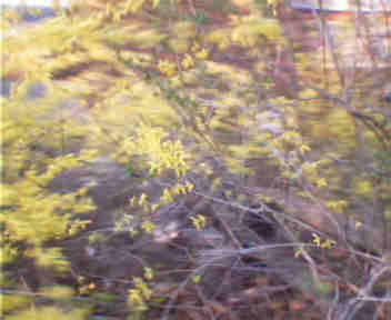 tree-spring
