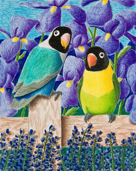 Black Faced Lovebirds