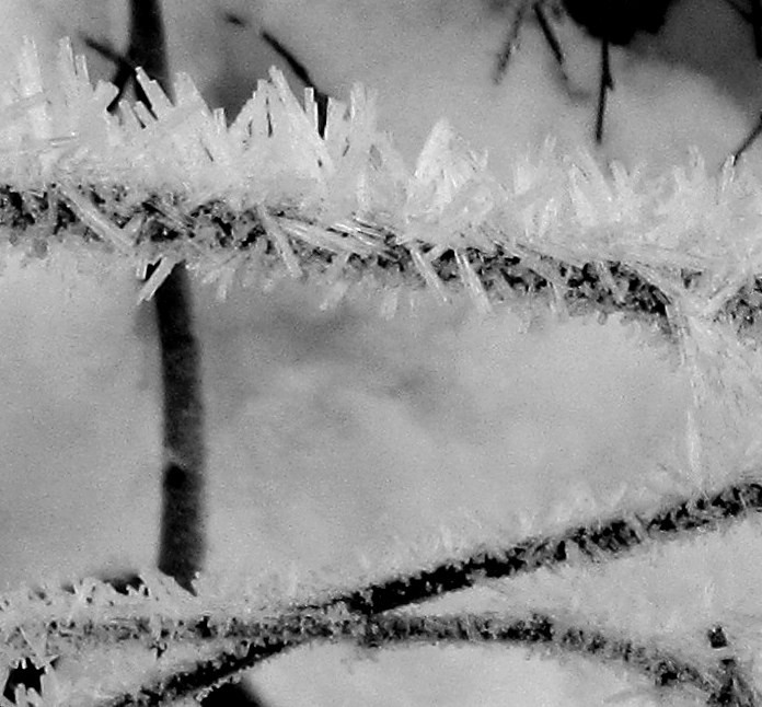 FROST MACRO