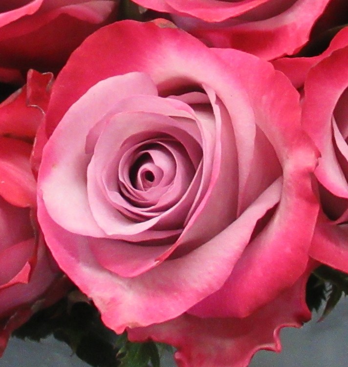 ROSE FESTIVAL 2018 N° 2