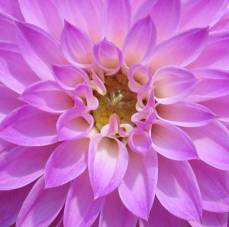 PALE PURPLE DAHLIA