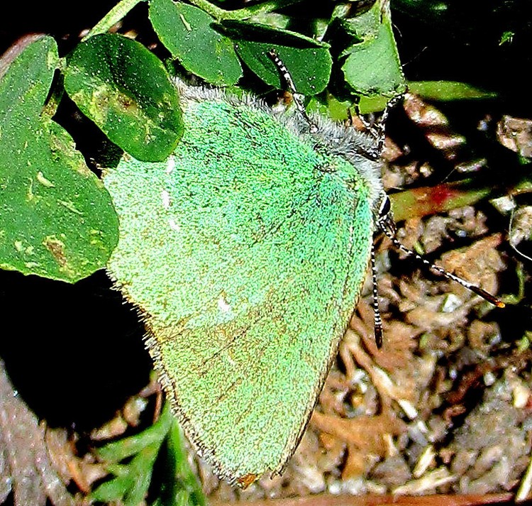 TINY GREEN BUTTERFLY