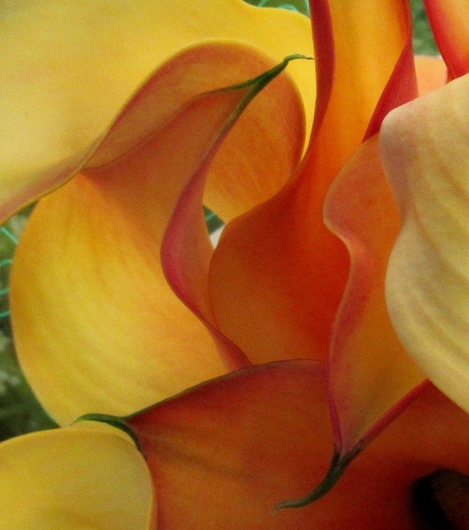 ARUM ABSTRACT