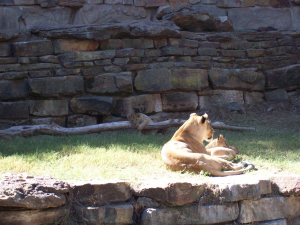 Lions