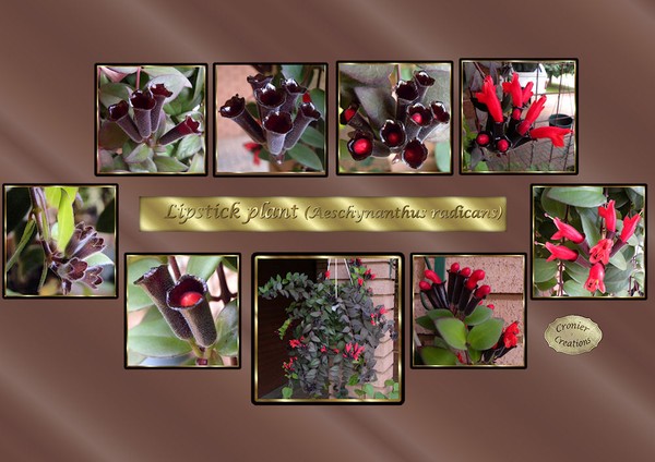 Lipstick plant collage