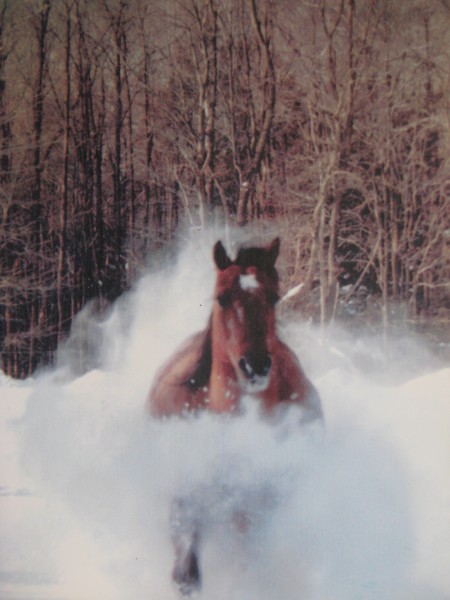 Sunny running for the barn.