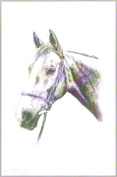 Horse head
