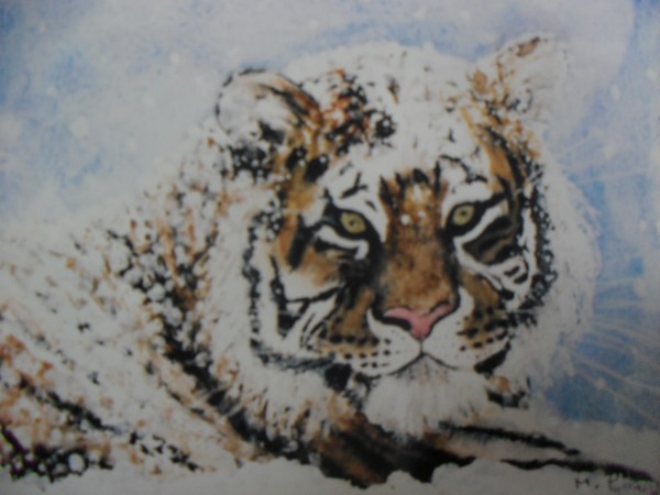 siberian tiger