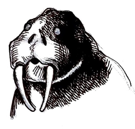Walrus 2