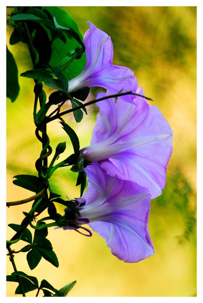 Wild Floers by Road Side