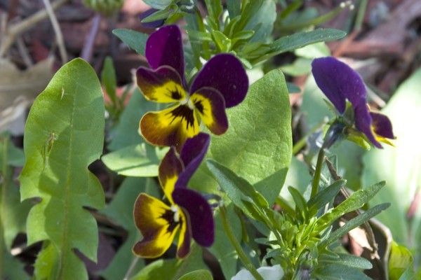 Violets 2, ne0046