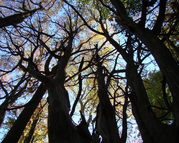 Guardians Primeval 1312 11x14 Print