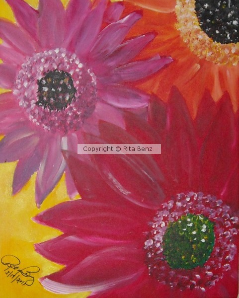 Gerbera
