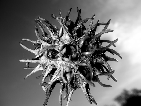 sycamore seed