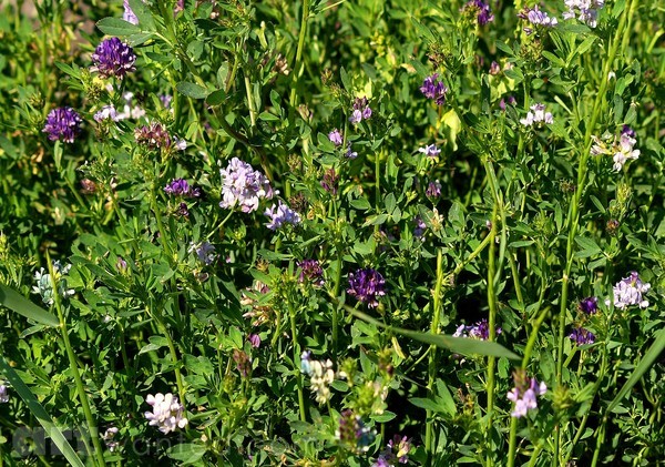 WILD CLOVER