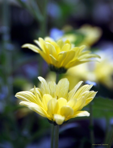 Daisies