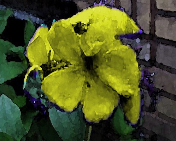 Yellow Flower