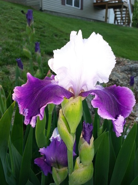 Iris
