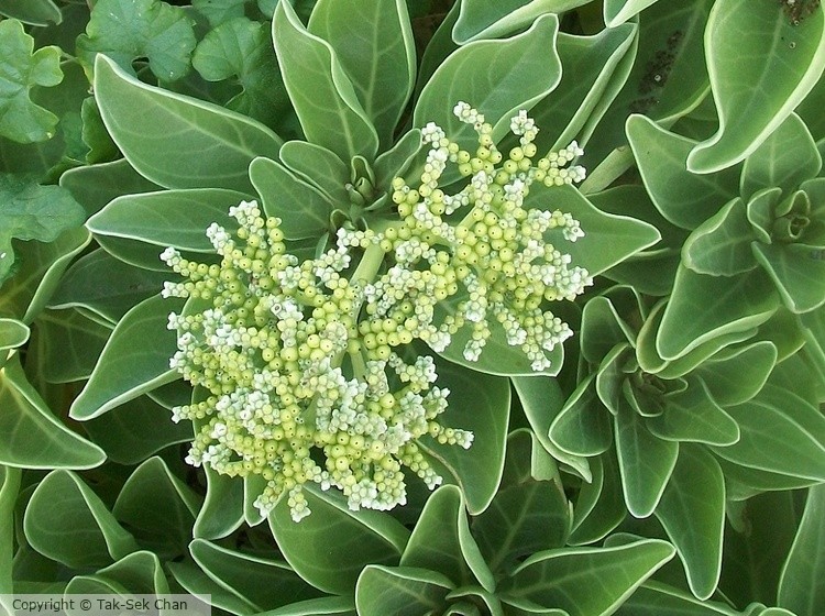 Heliotropium foertherianum 11-12-2012