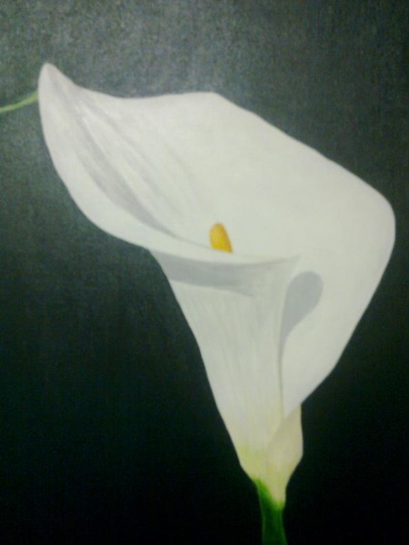 Calla Lily