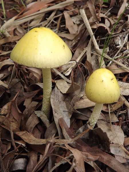 Little Toadstools