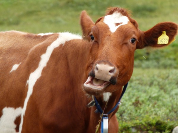 Cow