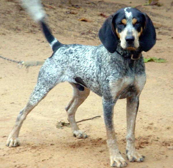 Hunter