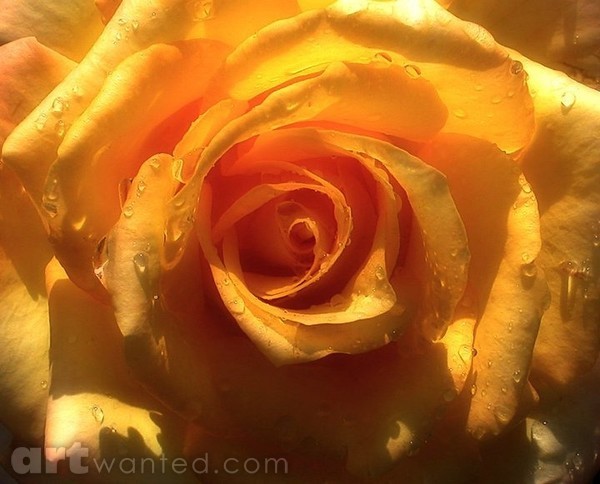 Gold Medal Rose