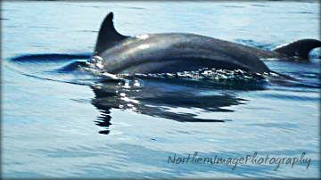 Dolphins together