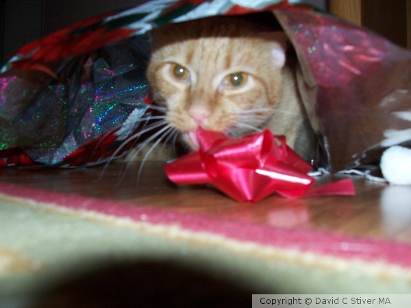 Feline Christmas 2