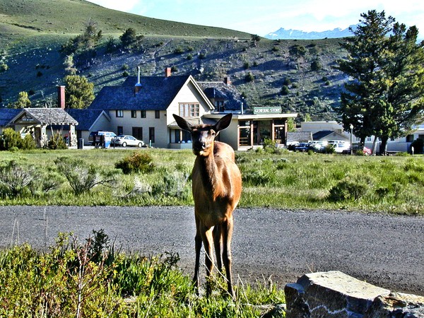 ELK IN TOWN   YELLOWSTONE