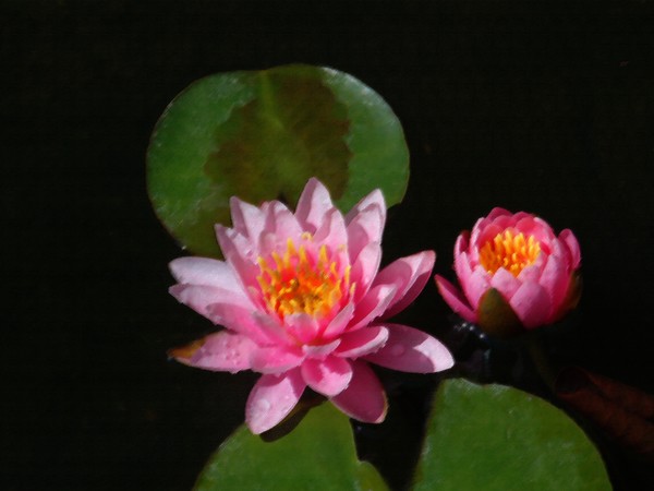 flower and lily pads #2