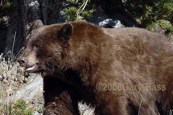 Cinnamon Black Bear