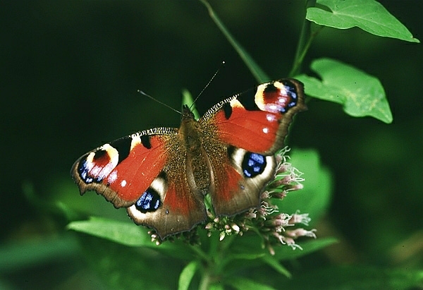 Peacock butterfly 