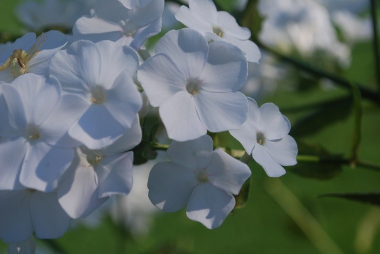 White Phlox
