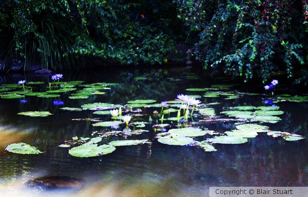 Meditation pond on Mt Tamborine