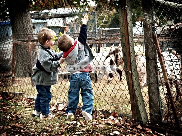 Feeding the Goats