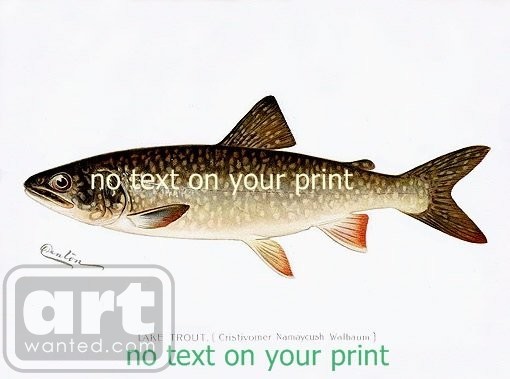  Laketrout reprinted from Denton Fine Print 1895